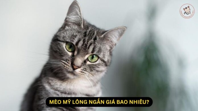 mèo mỹ lông ngắn giá bao nhiêu